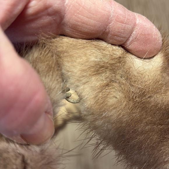 Vintage Mink Fur Collar - Picture 5 of 7